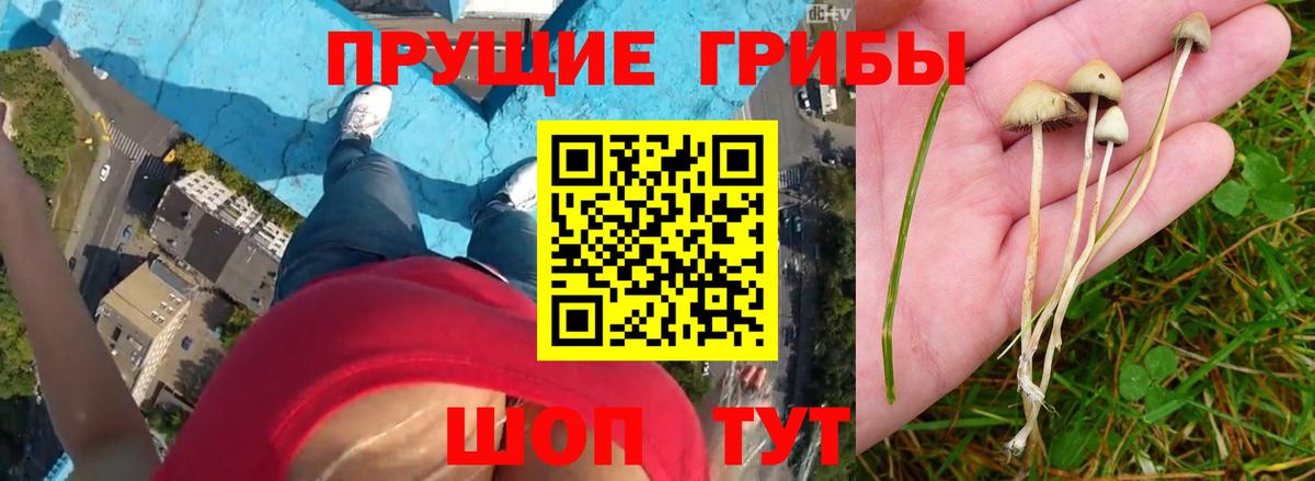 Галлюциногенные грибы GOLDEN TEACHER  Жигулёвск  Галлюциногенные грибы MAGIC MUSHROOMS 